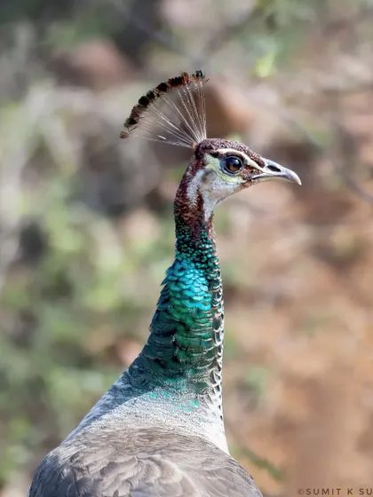 A portrait of an Indian Peahen, the often-overlooked partner of the peacock. Her iridescent green neck and elegant crest are beautiful in their own right.