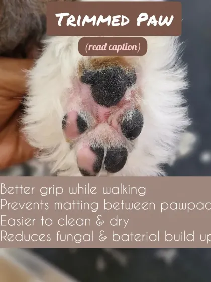 This is a properly trimmed paw. With the hair cleared from the pads, the dog has better grip, it's easier to keep clean, and the risk of fungal or bacterial buildup is significantly reduced.