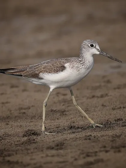 A Marsh Sandpiper, a migratory wader that prefers freshwater wetlands. They are usually seen singly or in small groups, as I found this one in India.