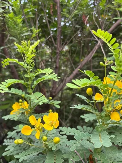 Bright yellow flowers of a native Senna shrub bloom in the Badshahpur Forest Corridor, providing a vital source of nectar for local pollinators.