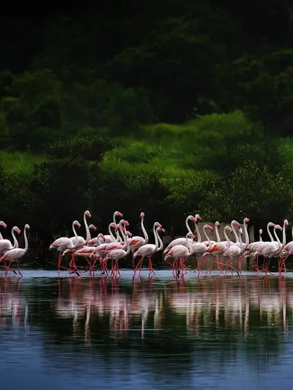In this humorous take, I imagine a flock of Greater Flamingos getting a pre-flight briefing before a long journey. In reality, their orderly formations are a marvel of natural coordination, a beautiful spectacle that unfolds daily in the wetlands of Navi Mumbai.