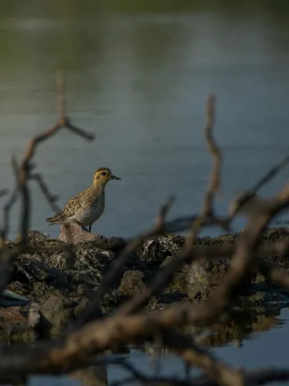 A Pacific Golden Plover framed by branches, adding a sense of depth and environment to the photograph.