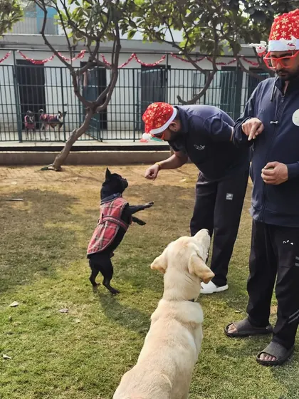 Even our staff gets into the holiday spirit. Here, two of our team members are seen giving out treats to some very excited and well-behaved dogs during our Christmas party.