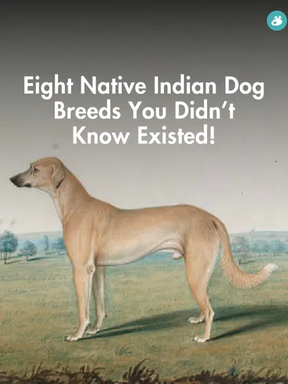 Did you know these eight native Indian dog breeds existed? We are dedicated to shedding light on the rich history and unique traits of our own Indian dogs.