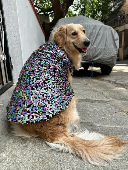 This angle captures the sparkle of the sequins and the happy, relaxed posture of the dog. It’s proof that a glamorous outfit can also be a comfortable one when it's made just for them.