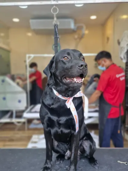 This handsome Black Labrador is looking sharp after his bath and brush-out. Even short-coated breeds benefit immensely from regular professional grooming to control shedding and maintain skin health.