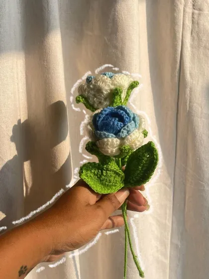 A single, beautiful blue and white rose, held up to the light. This photo highlights the unique color gradient of the flower.