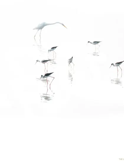 Black-winged Stilts and a Great Egret wade in the high-key white expanse of the Chanakya lake. This minimalist composition is about balance, space, and the quiet joy of finding a perfect, uncluttered moment in nature.