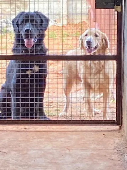 Another shot of these two buddies looking out from their enclosure. Their happy faces show how comfortable they are in our care.