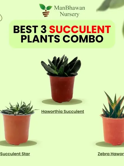 Can't decide on just one? This combo of three different Haworthia succulents offers variety and texture. It's a perfect starter kit for a new plant owner and a great value for bulk event giveaways.