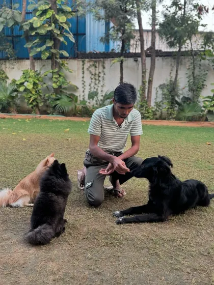 A handler working with a group of dogs, reinforcing calm behavior and focus.