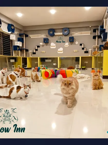 Our guests posing for a group photo in the main play area. You can see the extensive wall furniture and open space that defines our luxury cat boarding facility.