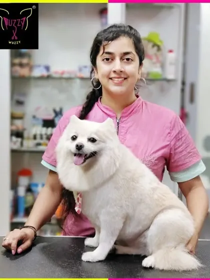 Sweety the Pomeranian after her professional grooming session. Her thick double coat is perfectly shaped and brushed out.