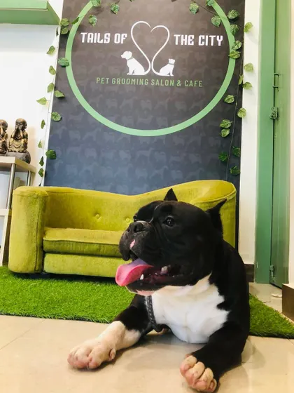 Tyson the American Bully is relaxing after his bath and groom. Even short-haired dogs need skin and coat care to stay healthy.
