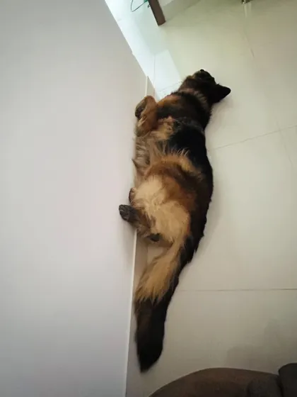 A top-down view of a German Shepherd sleeping soundly against a wall. A testament to how comfortable they feel here.