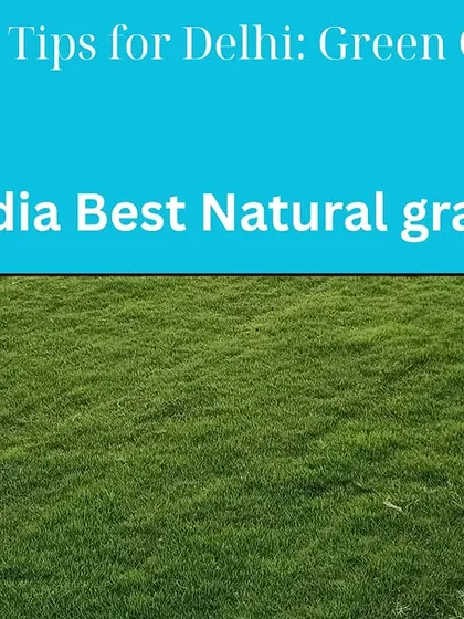 A guide to lawn care in Delhi. As a top natural grass supplier, I provide tips and services for a perfect green lawn.