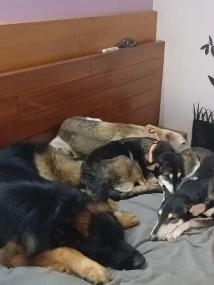 A pile of sleeping beauties. They feel safe enough to sleep soundly, all cuddled up together.