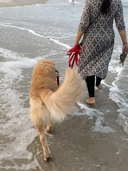 This is Neo, a Golden Retriever I worked with online from Mangalore. His mom was worried about taking him to the beach, but after working on his confidence and leash skills, he is finally enjoying the shore.