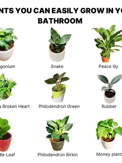 Here is a quick guide to plants that you can easily grow in your bathroom. Species like the Snake Plant, Money Plant, and Philodendron tolerate low light and high humidity well, adding a touch of green to your space.