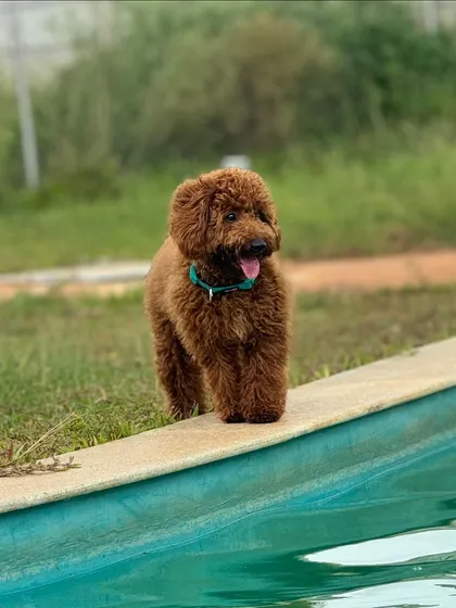 This adorable poodle is contemplating his first dip. Our pool area is a safe and encouraging environment for first-time swimmers.