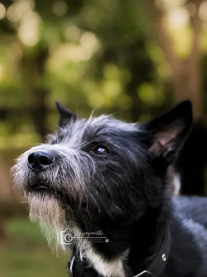 A beautiful, focused portrait of Bozo, looking up with the soft green background of the park behind him.
