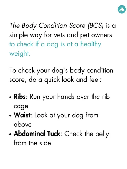Learn how to check your dog's Body Condition Score. We explain the three key areas to assess: the ribs, waist, and abdominal tuck, making it easy for you to monitor your dog's health at home.