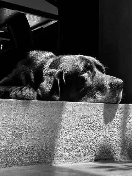 Our most experienced employee, Klause, taking a well-deserved nap. He's the goodest boy and our official studio mascot, ensuring office standards are always met.