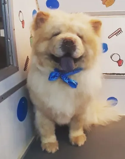 Look at that happy face! This fluffy Chow Chow is feeling amazing after a full grooming session in my van. My goal is always to make them look and feel their absolute best.