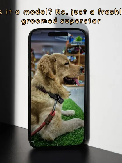 This Golden Retriever looks like a superstar after his grooming session. Regular grooming keeps their long coat healthy, shiny, and free of tangles.