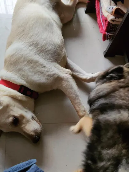 A quiet moment between friends. Our own dog, Perri, is gentle and welcoming to all our guests, helping them feel like part of the pack.