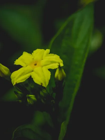 A single yellow flower in a dark, moody setting. The lighting draws your eye directly to the bloom, creating a sense of intimacy.