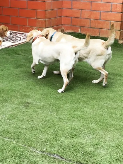Two Labradors greeting each other while a Beagle looks on. This is a perfect example of the calm and friendly socialization that happens here.