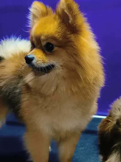 A perfect angle for a perfect shot of this lovely Pomeranian.