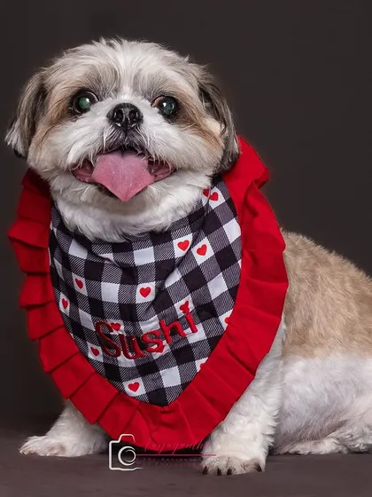 Sushi looking dapper in his custom bandana.
