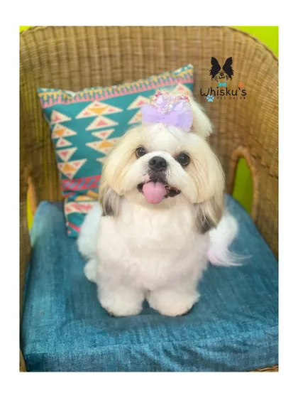 Gadin the Shih Tzu with a lovely top knot and a sweet expression. This hairstyle is great for keeping their long hair out of their eyes.