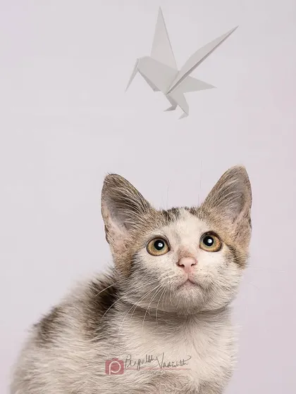 This kitten is mesmerized by an origami bird. Using simple props can create a sense of wonder and tell a little story.