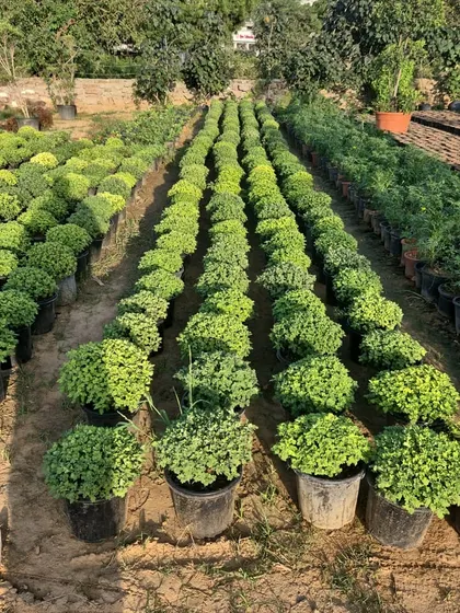 We pride ourselves on the health and uniformity of our plants. This large batch of shrubs is a testament to the quality we provide for bulk buyers.