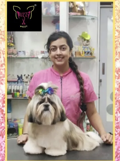 This Shih Tzu is ready for the new year with a fresh haircut. The face is trimmed neatly to enhance his cute expression, and the top knot is decorated with a colorful bow.