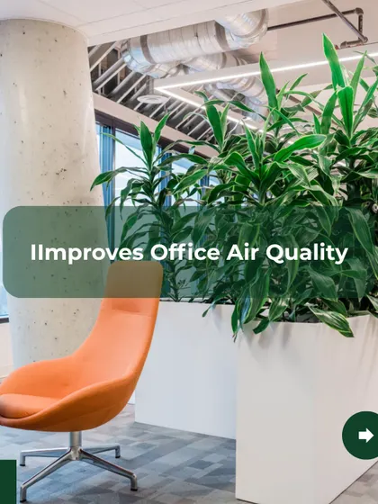 One of the primary benefits of our service is improved office air quality. The plants we provide, like the Dracaena shown here, are natural air purifiers that filter out common indoor pollutants, creating a healthier breathing environment for your team.
