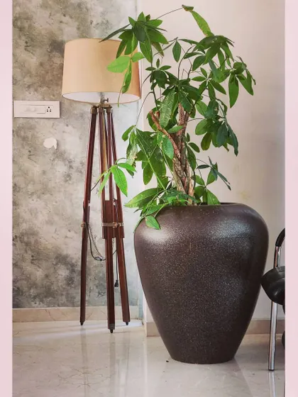 A Pachira Money Tree in a large, textured pot makes a bold statement in this corner, complementing the modern tripod lamp and adding height and life to the room.