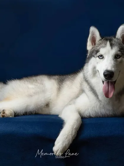 This relaxed portrait of a Siberian Husky lying against a deep blue backdrop has a calm and regal feel. The solid color complements his beautiful coat, creating a clean and striking fine art image.