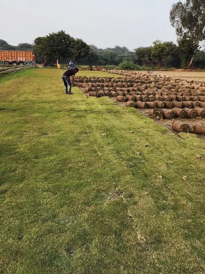 A wide view of our Mexican grass harvest, with a truck in the background ready for loading.