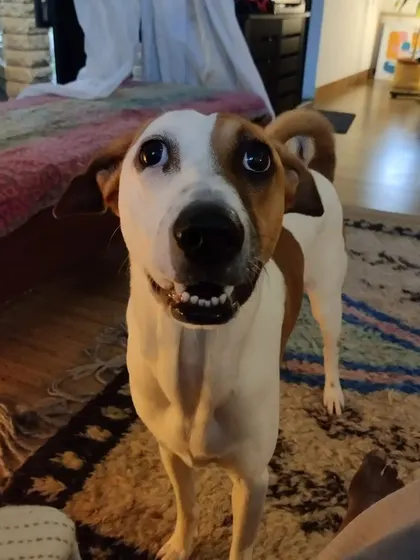 Dali's smile can brighten anyone's day. She's a perfect example of how wonderful rescue dogs are.