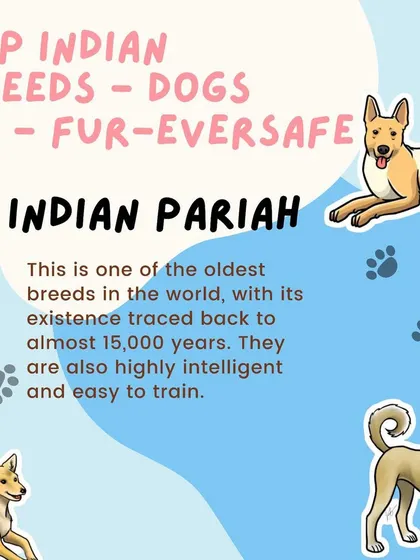 Let's talk about our amazing Indian breeds, starting with the Indian Pariah. This is one of the oldest and most intelligent breeds in the world, making them highly adaptable and easy to train.