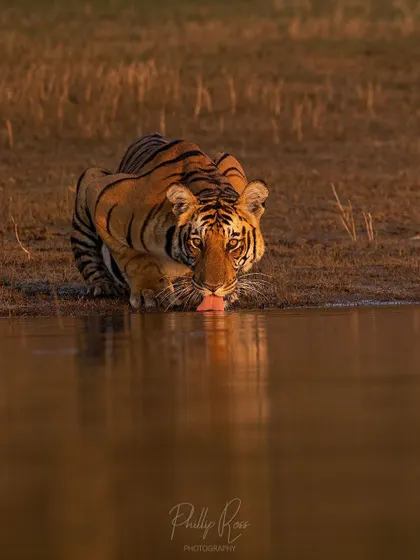 A handsome male tiger quenches his thirst at the Kabini backwaters during golden hour. Boat safaris offer a unique low angle perspective for stunning reflection shots.