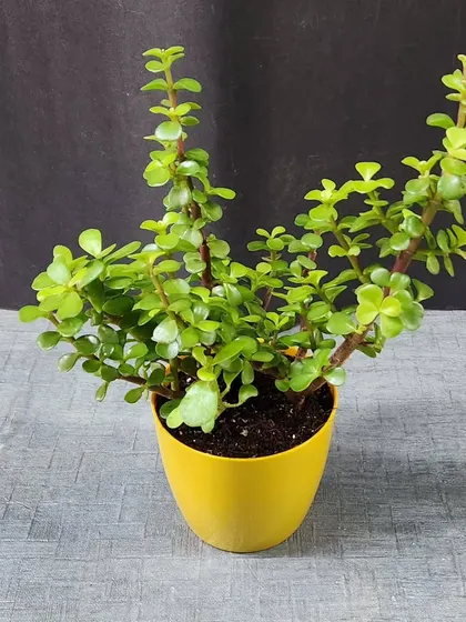 A healthy Jade plant in a bright yellow pot. This succulent is incredibly resilient and makes a wonderful, long lasting addition to any plant collection.