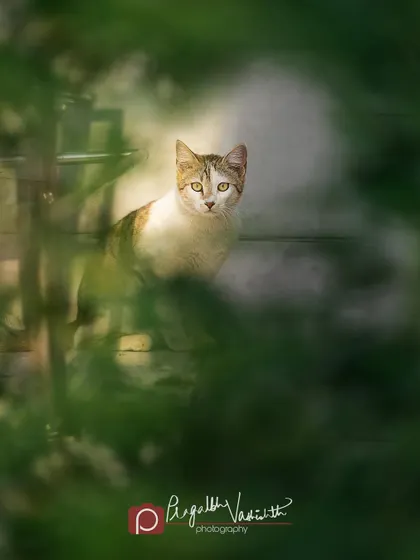 A stray cat I spotted, peeking through the foliage. I love the challenge of photographing street cats, who are often shy but so beautiful.