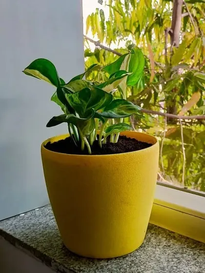 This is a duplicate of image 110. A single, beautiful plant like this money plant in a bright yellow pot can make a big difference on a desk or windowsill. We help you choose the right plant for the right spot.