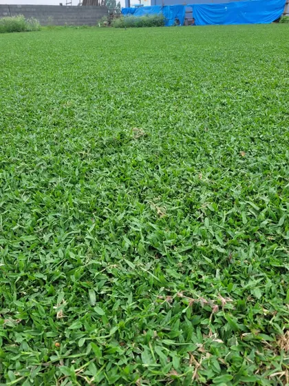 A wide shot of a newly laid shade grass lawn, showing its even color and texture.