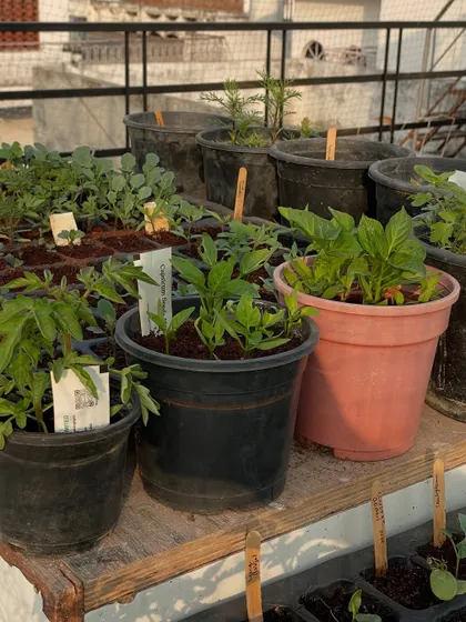 A collection of different saplings, including tomatoes and peppers, waiting to be transplanted. Starting seeds in trays helps me organize my planting schedule.